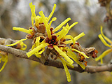 Hamamelis mollis