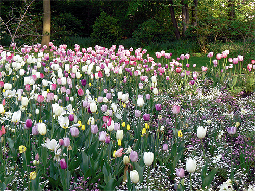 Tulpen und Schleierkraut