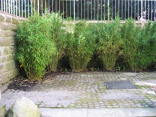 Neugepflanzte Bambushecke