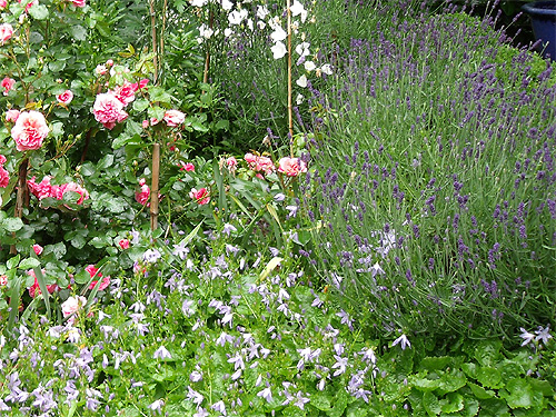 Neue Rosenpflanzung mit Lavendel und Polsterglockenblume