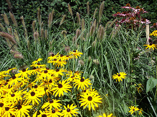 Rudbeckia mit Lampenputzergras und Echinacea