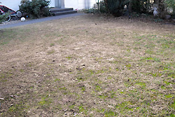 Stark beschädigter Rasen nach einem langen, schneereichen Winter