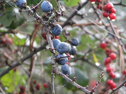Schlehe, Prunus spinosa, und Weißdorn, Crataegus