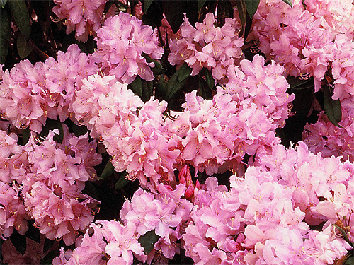 Blhender Rhododendron