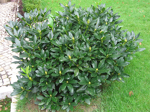 Gesunder, krftiger Rhododendron