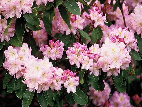 Rosfarbener Rhododendron