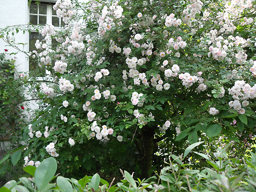 Rambler-Kletterrose 'Paul's Himalayan Musk' in einem Kirschbaum