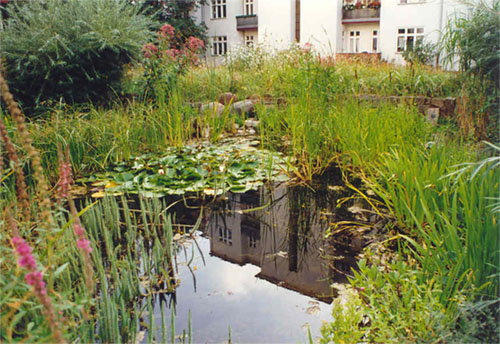 Spiegelungen Teich
