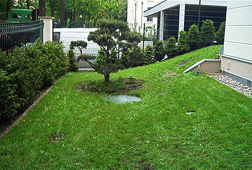 Böschung mit Rasen im Vorgarten